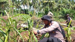 DUKUNG KETAHANAN PANGAN NASIONAL, KAPOLSEK PANIPAHAN TURUN LANGSUNG PANTAU PERTUMBUHAN JAGUNG PIPIL