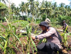 DUKUNG KETAHANAN PANGAN NASIONAL, KAPOLSEK PANIPAHAN TURUN LANGSUNG PANTAU PERTUMBUHAN JAGUNG PIPIL
