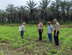 Saat Polisi Turun ke Lahan, Asa Swasembada Pangan Semakin Nyata di Kandis