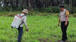Dari Desa untuk Negeri, Bhabinkamtibmas Merawat Tanaman Jagung Bersama Petani Kandis