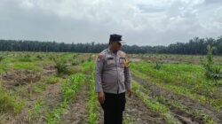 Polsek Kandis Bergerak di Tengah Hamparan Jagung, Wujud Nyata Polri Mengawal Swasembada Pangan Nasional
