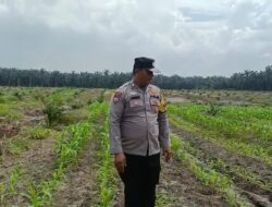 Polsek Kandis Bergerak di Tengah Hamparan Jagung, Wujud Nyata Polri Mengawal Swasembada Pangan Nasional