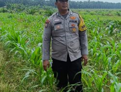 Mengawal Tunas Harapan Bangsa! Polsek Kandis Turun Langsung ke Lahan Jagung Demi Swasembada Pangan Nasional