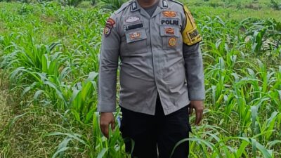 Mengawal Tunas Harapan Bangsa! Polsek Kandis Turun Langsung ke Lahan Jagung Demi Swasembada Pangan Nasional