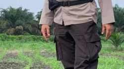 Polsek Kandis Kawal Asa Bangsa dari Lahan Jagung, Wujud Nyata Polri Mengawal Swasembada Pangan Nasional
