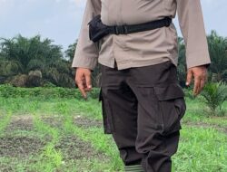 Polsek Kandis Kawal Asa Bangsa dari Lahan Jagung, Wujud Nyata Polri Mengawal Swasembada Pangan Nasional