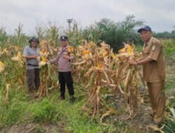 Berikut Tahapan Penting dalam Budidaya Tanaman Jagung, Polsek Kandis Ekstra Lakukan Pendampingan