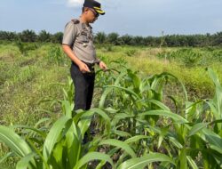Kapolsek Kandis Turun Bersama Petani, Rawat Tanaman untuk Menjaga Ketahanan Pangan