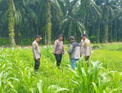 Polsek Kandis Perkuat Pendampingan Petani, Pastikan Tanaman Jagung Tumbuh Optimal Dukung Swasembada Pangan Nasional