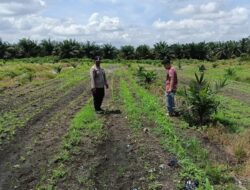 Polri untuk Ketahanan Pangan, Polsek Kandis Tinjau Pertumbuhan Jagung Bersama Kelompok Tani