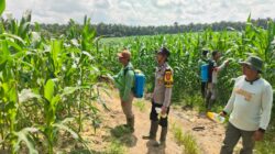 Polsek Mandau Rawat Jagung Pipil Di Desa Bathin Betuah