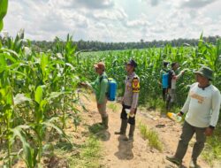 Polsek Mandau Rawat Jagung Pipil Di Desa Bathin Betuah