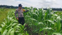 Dari Ladang untuk Negeri! Polsek Kandis Kawal Perjuangan Petani Wujudkan Swasembada Pangan