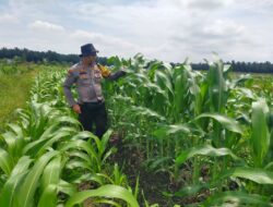 Dari Ladang untuk Negeri! Polsek Kandis Kawal Perjuangan Petani Wujudkan Swasembada Pangan