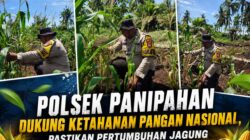 POLSEK PANIPAHAN DUKUNG KETAHANAN PANGAN NASIONAL, PASTIKAN PERTUMBUHAN JAGUNG BERJALAN OPTIMAL