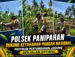 POLSEK PANIPAHAN DUKUNG KETAHANAN PANGAN NASIONAL, PASTIKAN PERTUMBUHAN JAGUNG BERJALAN OPTIMAL