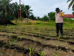 Polisi Masuk Ladang! Polsek Kandis Rawat Jagung, Jaga Asa Swasembada Pangan