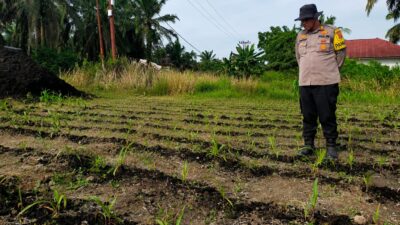 Polisi Masuk Ladang! Polsek Kandis Rawat Jagung, Jaga Asa Swasembada Pangan