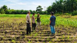 “Tak Sekadar Mengawal Keamanan, Polsek Kandis Turun ke Lahan Jagung Kawal Ketahanan Pangan