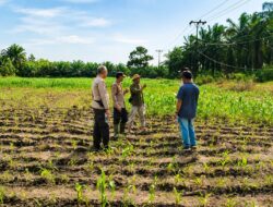 “Tak Sekadar Mengawal Keamanan, Polsek Kandis Turun ke Lahan Jagung Kawal Ketahanan Pangan