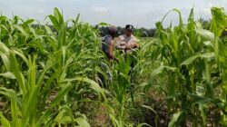 12 Hektare Jagung Jadi Tumpuan, Polsek Kandis Bergerak Kawal Swasembada Pangan