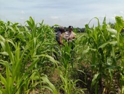 12 Hektare Jagung Jadi Tumpuan, Polsek Kandis Bergerak Kawal Swasembada Pangan