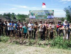 Camat Mandau Panen Raya Jagung Di Desa Bathin Betuah