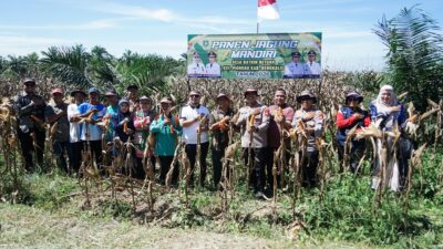 Camat Mandau Panen Raya Jagung Di Desa Bathin Betuah