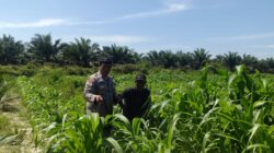 Jagung Tumbuh, Harapan Menguat: Polsek Kandis Kawal Ketahanan Pangan dari Jambai Makmur