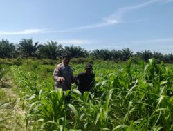 Jagung Tumbuh, Harapan Menguat: Polsek Kandis Kawal Ketahanan Pangan dari Jambai Makmur