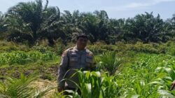 Polisi Turun ke Tengah Kebun Jagung, Polsek Kandis Kawal 12 Hektare Tanaman untuk Dukung Swasembada Pangan