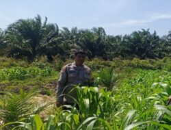 Polisi Turun ke Tengah Kebun Jagung, Polsek Kandis Kawal 12 Hektare Tanaman untuk Dukung Swasembada Pangan