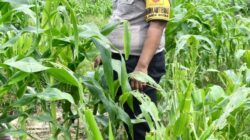 Menembus Hamparan Jagung, Polsek Kandis Pastikan Ketahanan Pangan Tetap Terjaga