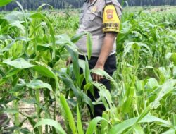 Menembus Hamparan Jagung, Polsek Kandis Pastikan Ketahanan Pangan Tetap Terjaga