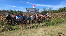 Polsek Mandau Polres Bengkalis Panen Jagung Mandiri Di Desa Bathin Betuah