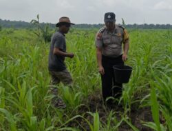 Bhabinkamtibmas Bersama Petani, Polsek Kandis Dorong Swasembada Pangan Nasional Lewat Pemupukan Jagung