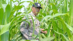 Jagung Mulai Berbuah, Polsek Kandis Perkuat Pendampingan Petani Dukung Swasembada Pangan