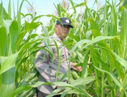 Jagung Mulai Berbuah, Polsek Kandis Perkuat Pendampingan Petani Dukung Swasembada Pangan