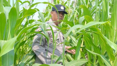 Jagung Mulai Berbuah, Polsek Kandis Perkuat Pendampingan Petani Dukung Swasembada Pangan