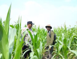 Semangat Bhabinkamtibmas dan Petani Kandis, Kekuatan Swasembada Pangan