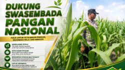 Dari Lahan ke Ketahanan Bangsa! Bhabinkamtibmas Polsek Kandis Turun Langsung Cek Jagung Petani Jambai Makmur