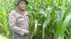 Jaga Negeri, Jaga Pangan! Polsek Kandis Kawal Lahan Produktif hingga Panen