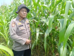 Jaga Negeri, Jaga Pangan! Polsek Kandis Kawal Lahan Produktif hingga Panen