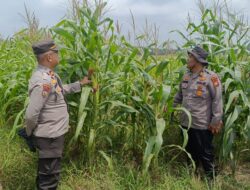Dari Tangan Petani, untuk Masa Depan Negeri, Polsek Kandis Perkuat Ketahanan Pangan