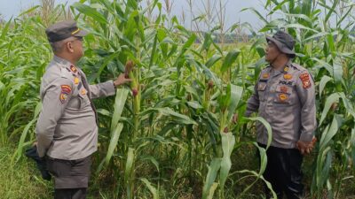Dari Tangan Petani, untuk Masa Depan Negeri, Polsek Kandis Perkuat Ketahanan Pangan
