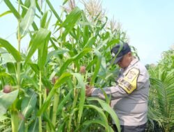 Bhabinkamtibmas Polsek Kandis Kawal Ketahanan Pangan, Jagung Jambai Makmur Jadi Harapan Swasembada