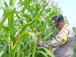 Bukan Sekadar Menanam, Polsek Kandis Hadir Dampingi Petani untuk Ketahanan Pangan yang Melimpah