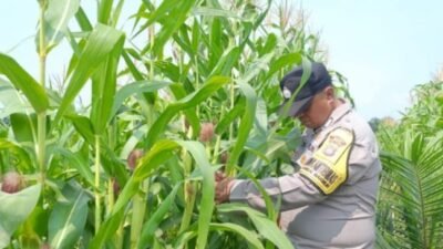 Bukan Sekadar Menanam, Polsek Kandis Hadir Dampingi Petani untuk Ketahanan Pangan yang Melimpah