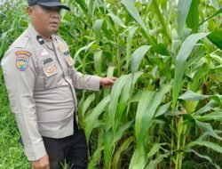 Polisi Turun ke Ladang, Ketahanan Pangan di Kandis Digenjot