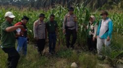 KAWAL KETAHANAN PANGAN, POLSEK KANDIS DAMPINGI PETANI JAGUNG